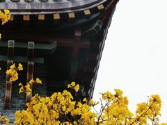 -华西坝(地铁站)