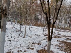 -大兴滨河森林公园