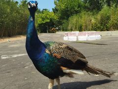 -西霞口神雕山野生动物世界