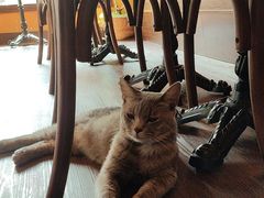 -猫岛主趣味餐厅(鼓浪屿店)