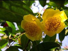 -金花茶公园