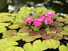 -国家植物园南园