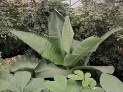 -南山植物园