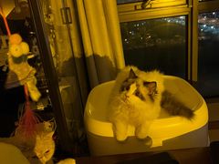 -猫大福·Fortune Cat猫舍(百子湾店)