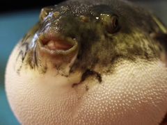 -天正河鲀·河豚亭(大连店)