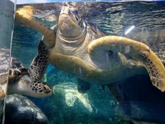 -烟台海昌鲸鲨海洋公园