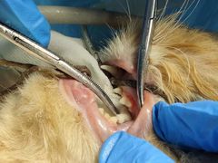 -关爱动物医院·心脏·中兽医·异宠(金牛路分院)