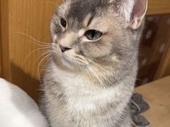 -MOCHA明星猫咖(田子坊店)