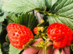 -恒绿农产品草莓采摘园