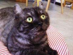 -团子家猫咪猫咖馆·柯基·柯尔鸭