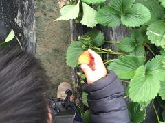 -青浦采草莓天天草莓园