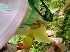 -南汇新场正宗水蜜桃采摘