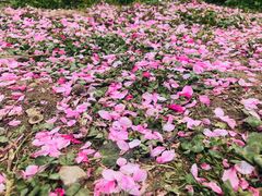 -洨河生态公园