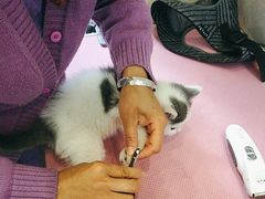 -北京观赏动物医院·24小时大型综合·猫专科·异宠专科