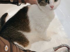 -momokira米努特·德文卷毛猫·棉花面纱犬