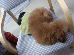 -瑞派福兴宠物医院犬猫全科·骨科·中西医结合(河东店)