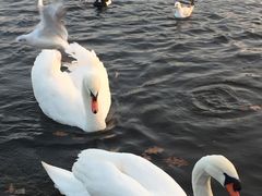 -海德公园