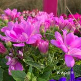 百花齐放
