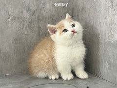 -小猫来了·猫舍(红山六九七九店)
