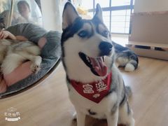 -Husky Go! 哈士奇体验馆·宠物咖啡厅狗咖