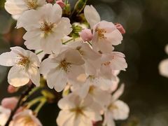 -顾村公园