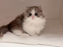 -瑞派宠物医院·犬猫全科·猫友好(宾水西道店)