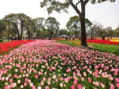 -大宁郁金香公园-停车场