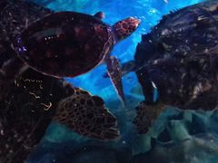 -烟台海昌鲸鲨海洋公园