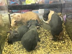 -花鸟鱼虫鲜花绿植市场(玉泉路店)