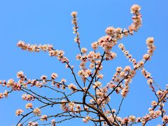 -桃花堤公园