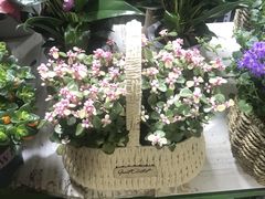 -朝来春花卉市场