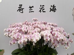 -荷兰花海