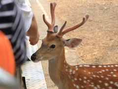 -清迈夜间动物园
