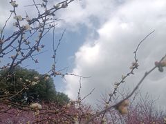 -秀丽东方
