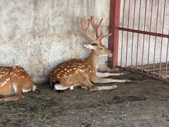 -青峰峡国家森林公园