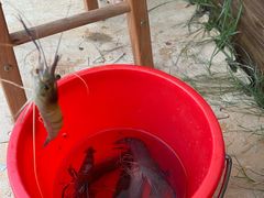 -大象营野Life营地·钓虾(坦尾店)