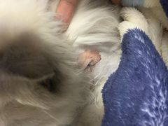 -美联众合动物医院·24h转诊中心