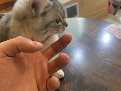 -猫爪屋猫咖(乐汇城店)