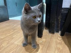 -猫色咖啡·猫咖