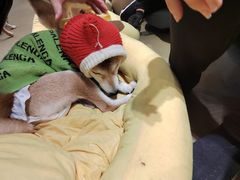 -逗柴咖啡屋·狗咖猫咖宠物桌游