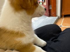 -柯斗斗主题餐厅·狗咖·围炉煮茶·茶饮(国瑞升平里店)