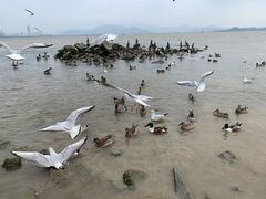 -深圳湾公园(南山区)