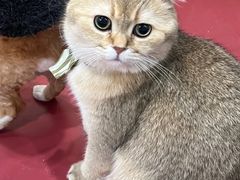 -和它·交个朋友·狗咖猫咖(爱琴海店)