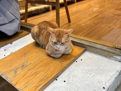 -猫的天空之城概念书店(大学路店)