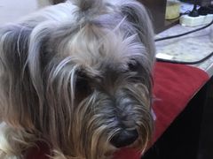 -严国平动物医院(德政总院)