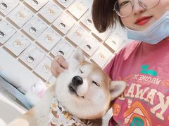 -柴务处·柴犬主题狗咖
