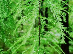 -铜陵市铜官山森林公园