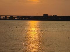 -宝安西湾红树林湿地公园