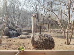 -北京野生动物园