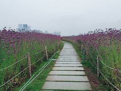 -深圳湾公园(南山区)
